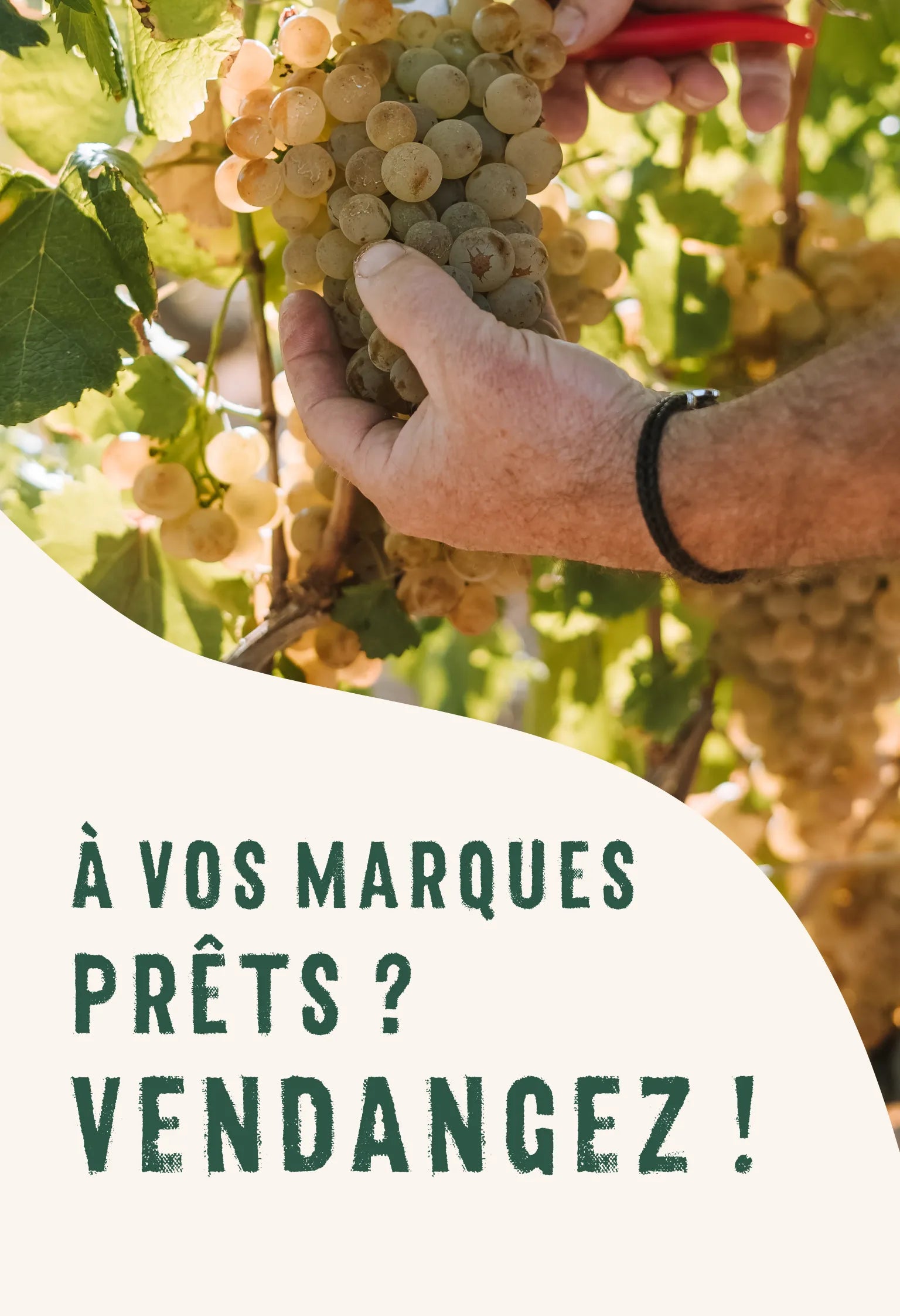 À vos marques, prêts? Vendangez !