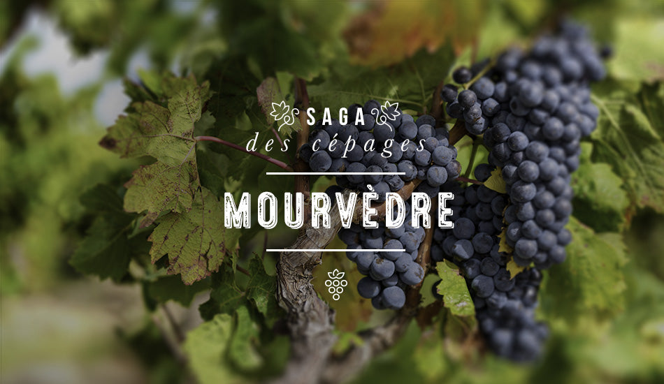 Saga des cépages : Mourvèdre