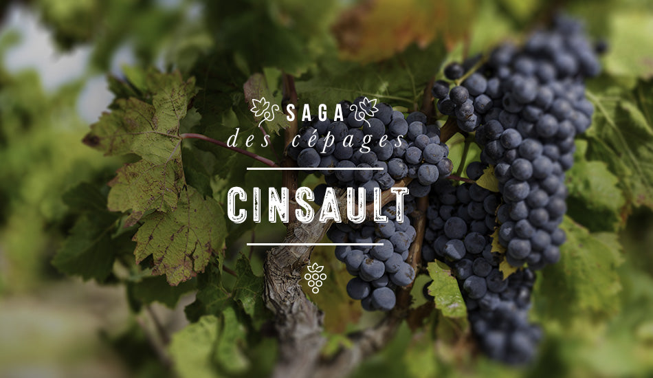 Saga des cépages - Cinsault