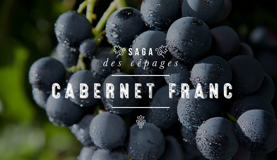 Saga des cépages : Cabernet Franc