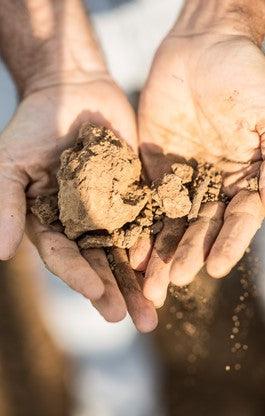 Accueillir l’avenir… une parcelle après l’autre en biodynamie