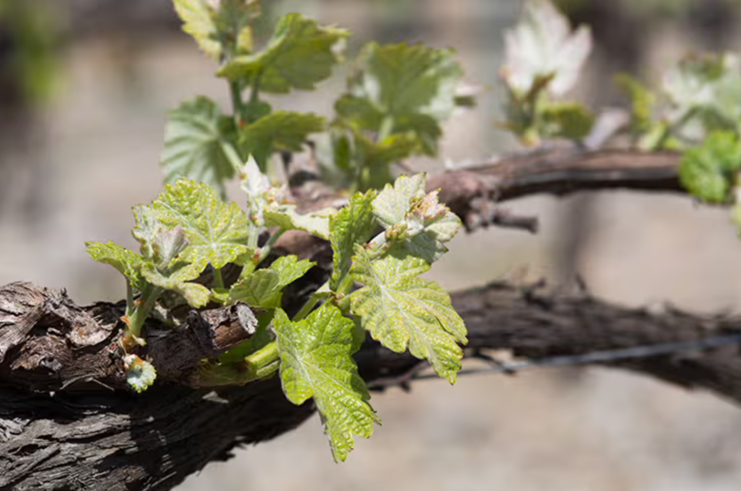 Vin Rouge de pic saint loup