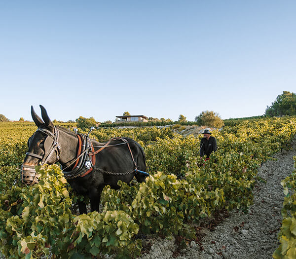 biodynamie clos d'ora