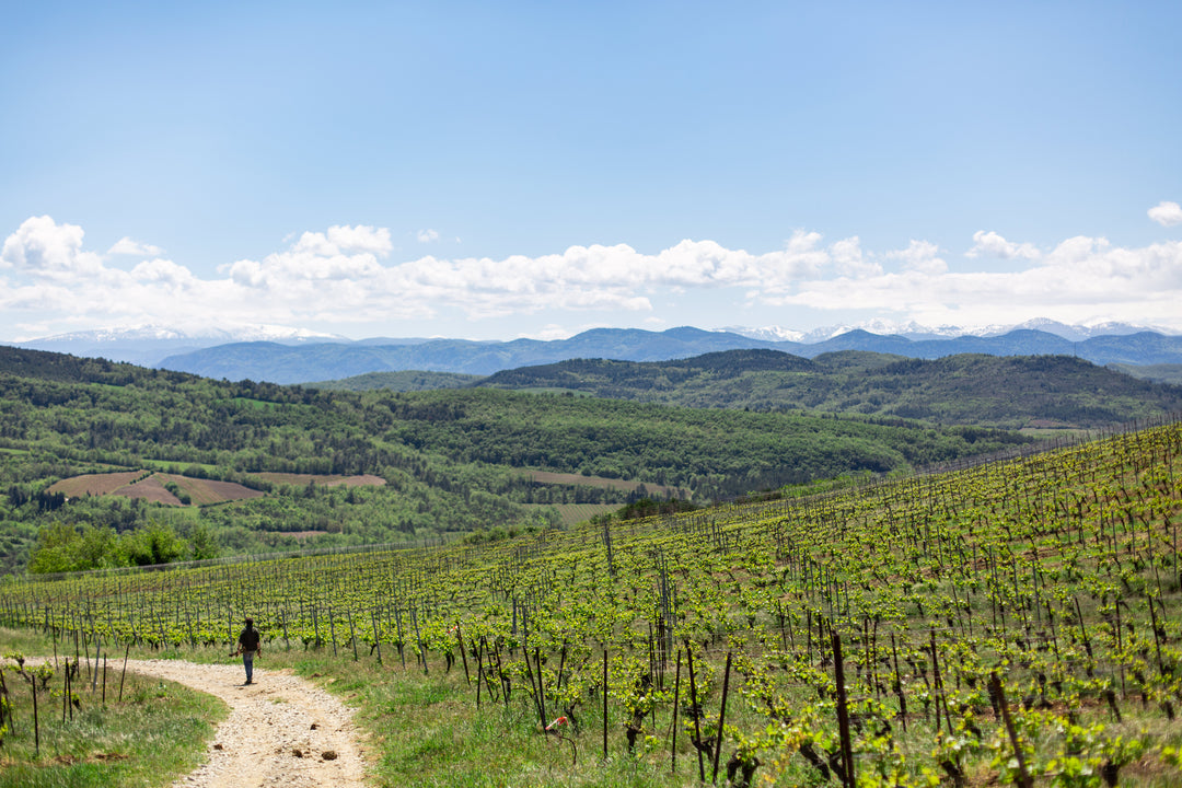 Aigle Royal Chardonnay, Plots AOP Limoux 