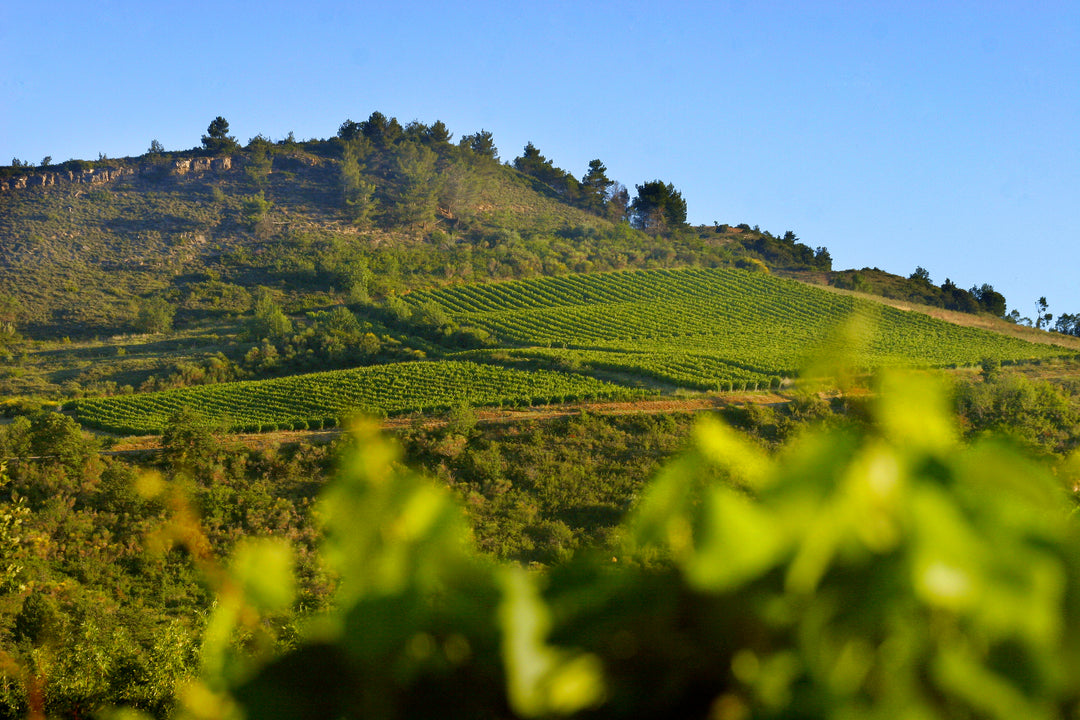 Domaine de l'Aigle