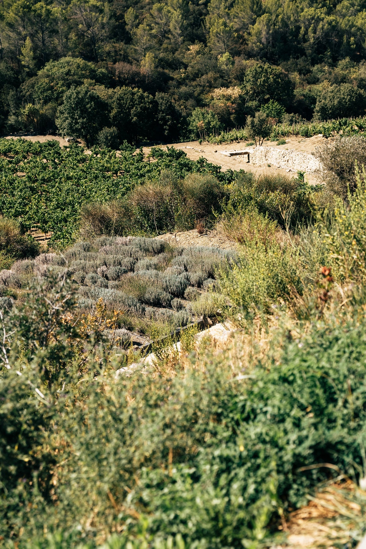 Le vin biologique vu par Gérard Bertrand : une approche durable et passionnée