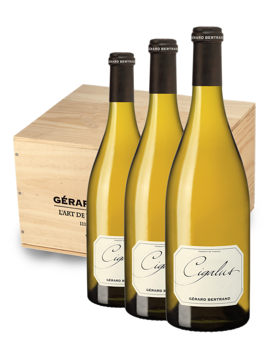 Cigalus Blanc 2023 - Wooden case of 6 bottles